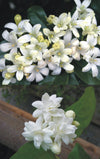 Jasmine Mogra and Murraya Paniculata Madhukamini Live Plant (set of 2 Plants 1 of Each)