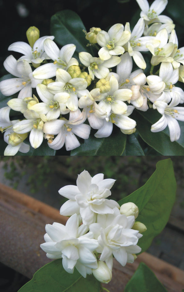 Jasmine Mogra and Murraya Paniculata Madhukamini Live Plant (set of 2 Plants 1 of Each)