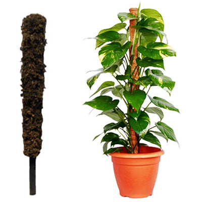 Coco Pole Moss and Coir Stick for Money Plant Support, 3 Ft, Brown - Pack of 4 Pieces