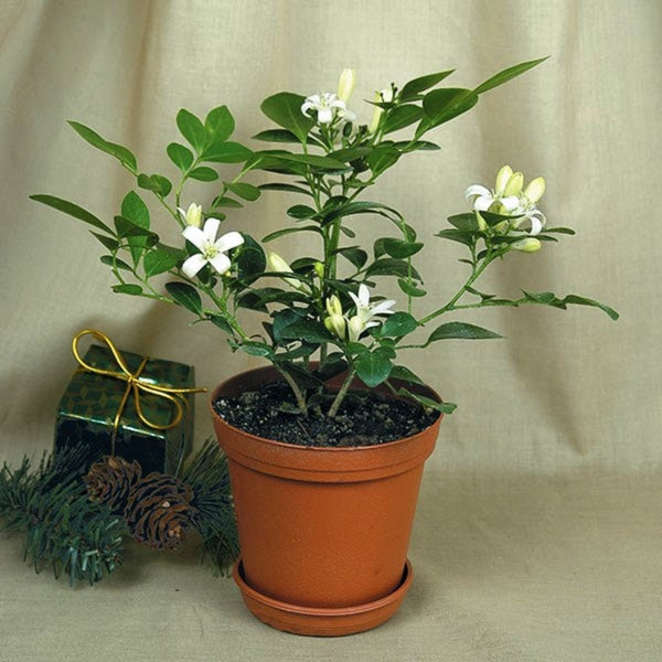 Mini Murraya Paniculata Madhukamini Amazing Jasmine Fragrant Full Year Flowering Plant