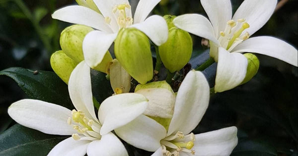 Bonsai Mini Murraya Bonsai Flowering dwarf  madhukamini bonsai with pot