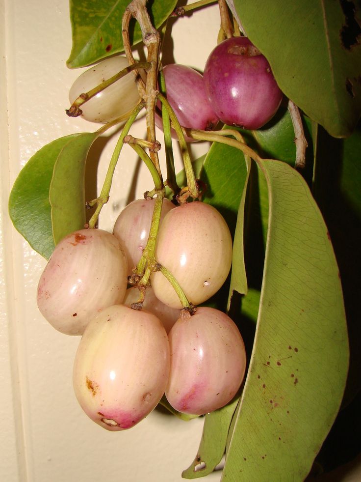 New White plum Jamun Plant