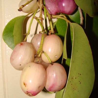 New White plum Jamun Plant