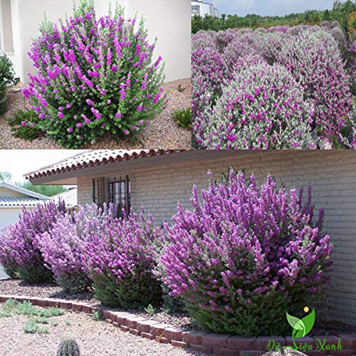 Nikotia Leucophyllum Texas Sage Live Plant