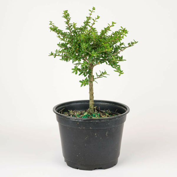 nishia Bonsai Suitable Live Plant