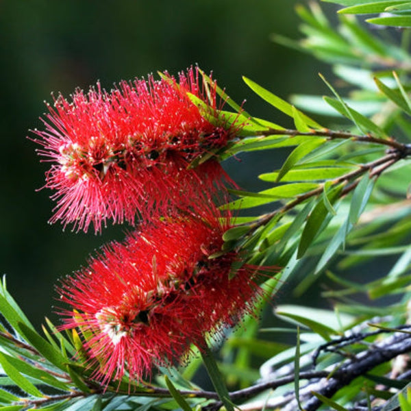Bottle Brush (melalueca) Sapling Plant