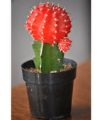 Moon Cactus (Orange) Live Plant