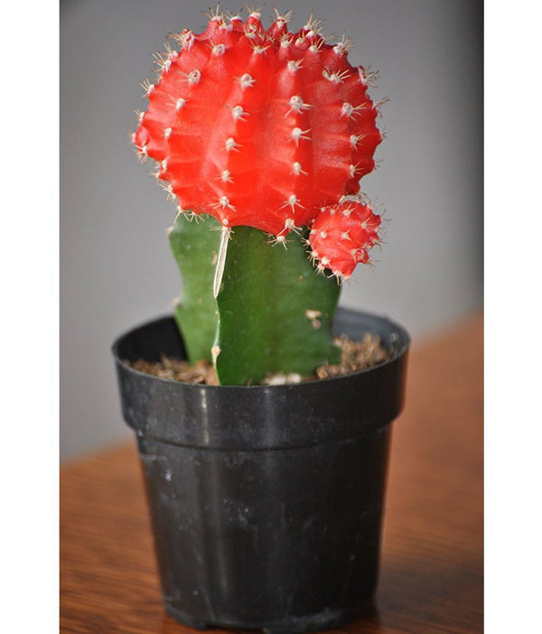 Moon Cactus (Orange) Live Plant
