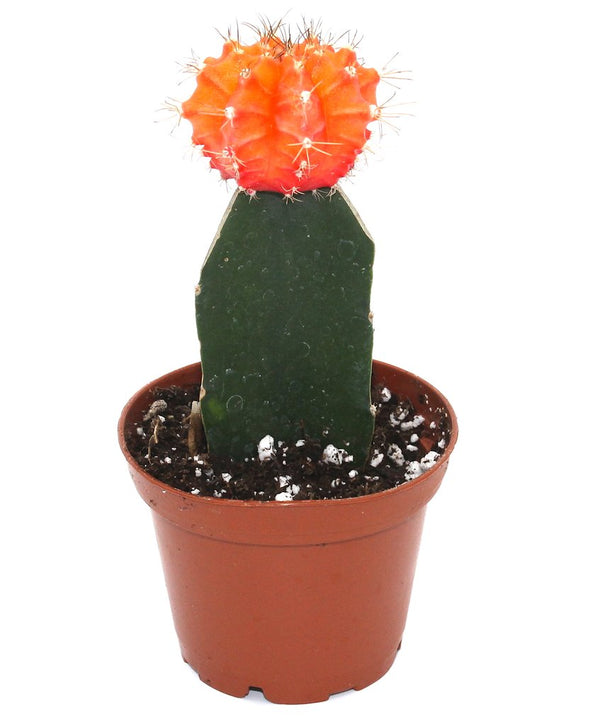 Moon Cactus (Orange) Live Plant