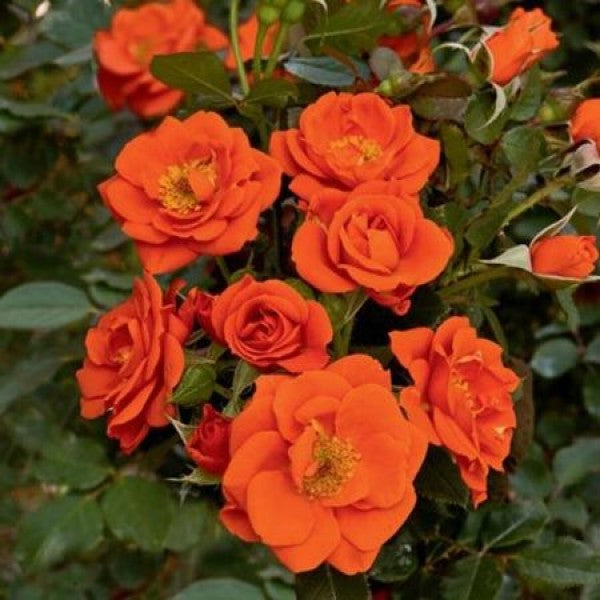Exclusive Live dutch rose Plant Without Pot