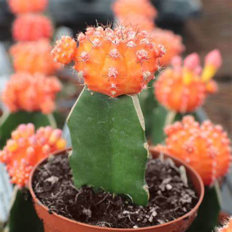 Moon Cactus (Orange) Live Plant