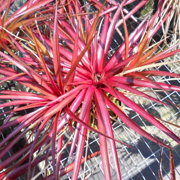 Green Paradise Red Dwarf Pine Apple Plant