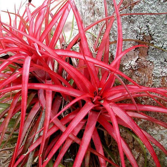 Green Paradise Red Dwarf Pine Apple Plant