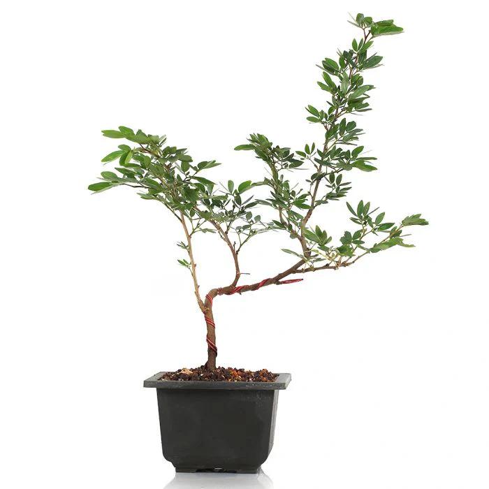 Calliandra Surinam Powderpuff New Pink Color Live Plant With Pot