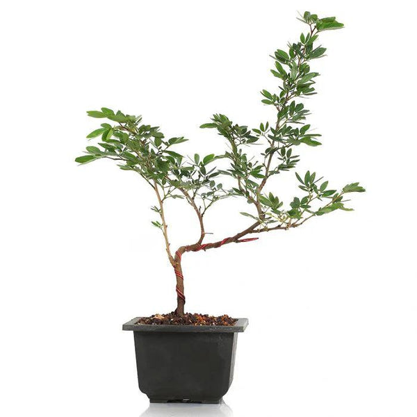 Calliandra Surinam Powderpuff New Pink Color Live Plant With Pot