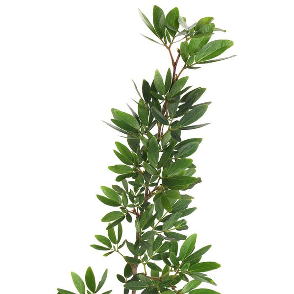 Calliandra Surinam Powderpuff New Pink Color Live Plant With Pot