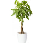 Green Paradise® Pachira Aquatica Braided Indoor Bonsai  Money Plant For Feng Shui Good Fortune Vastu Plant With Glossy Pot