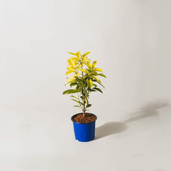 Panda ficus sapling Plant