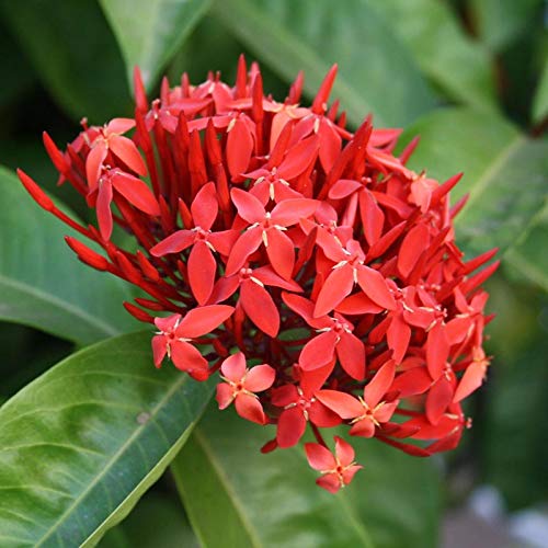 ixora red live plant