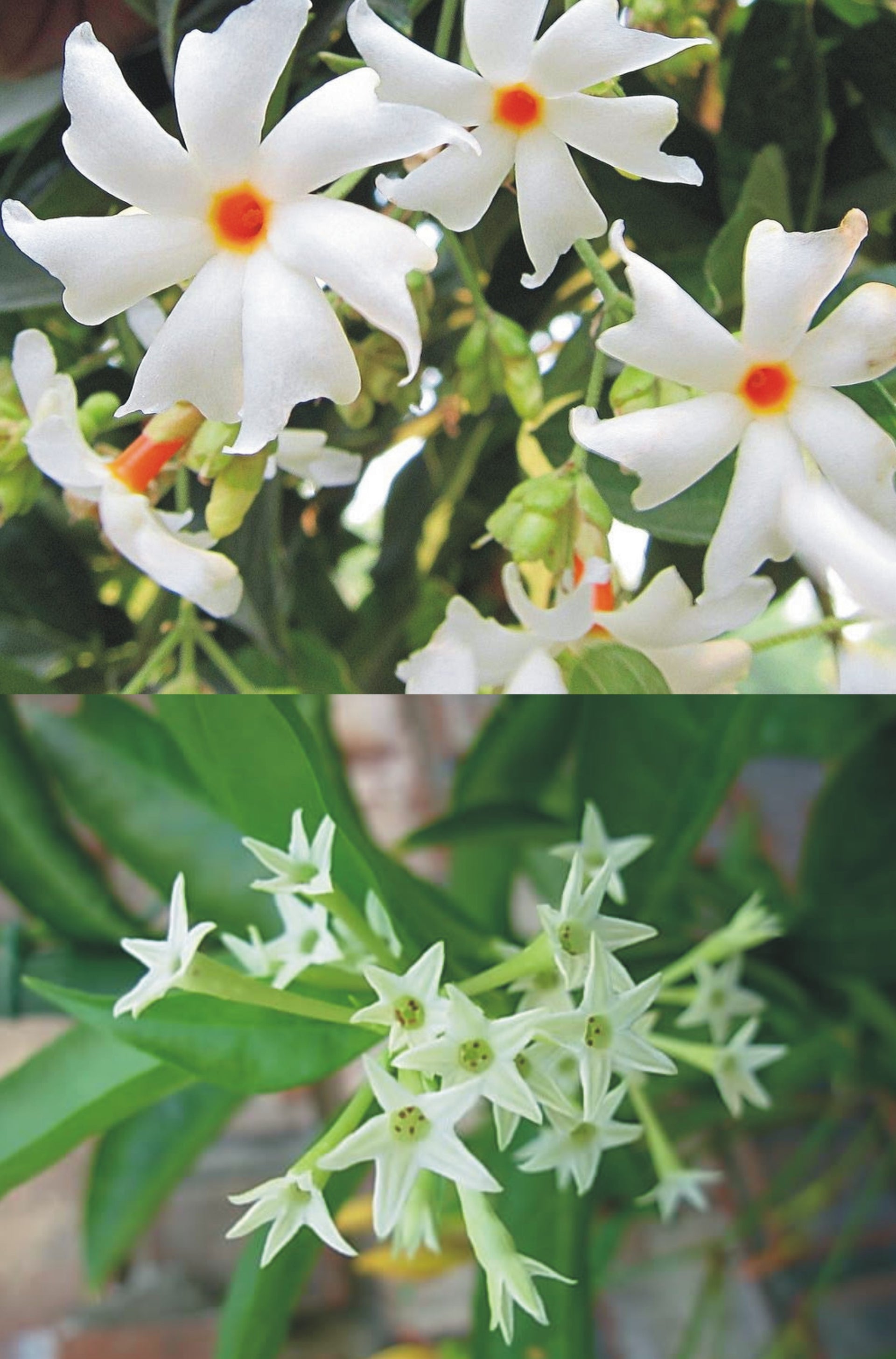 Live Coral Jasmine Night Flowering Parijat harshringar Plant and Ratrani Nigh Queen Live Plant( set of 2 Plants 1 of Each )