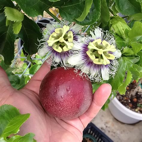 Passion Fruit Seeds Exotic And Rare Sweet Red Passion Fruit Seeds (Pack Of 10 seeds)