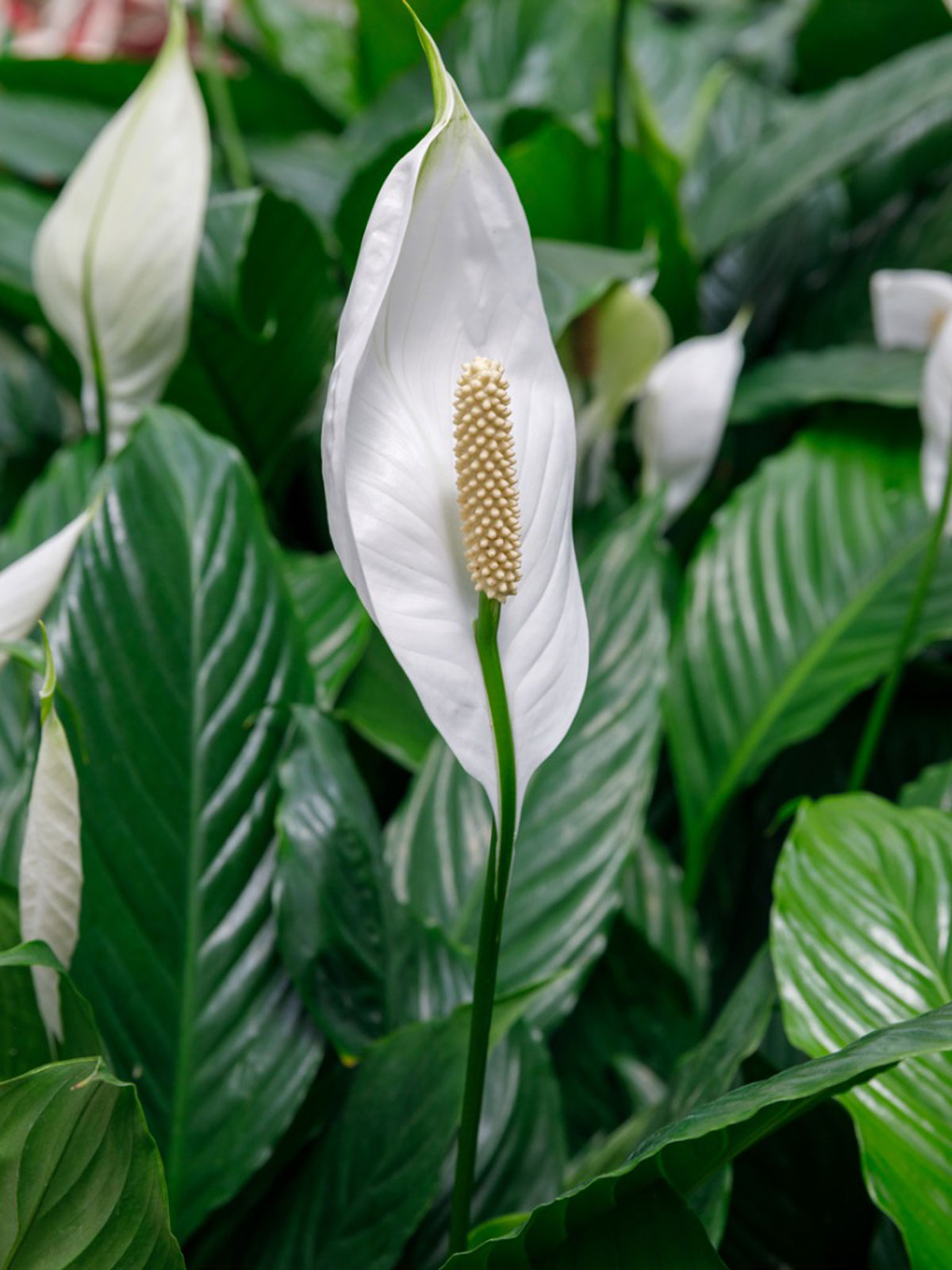 Peace Lily Spathiphyllum indoor air purifier Live Plant with  pot