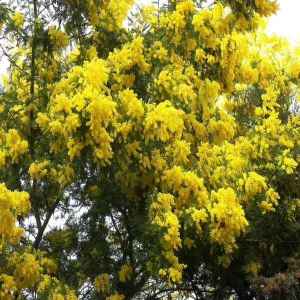 Peltophorum Live Plant