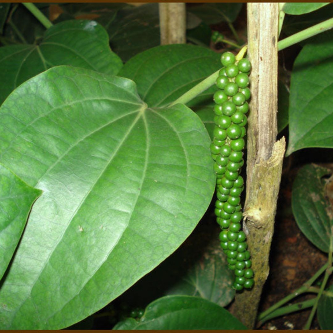 Black pepper Piper nigrum plant