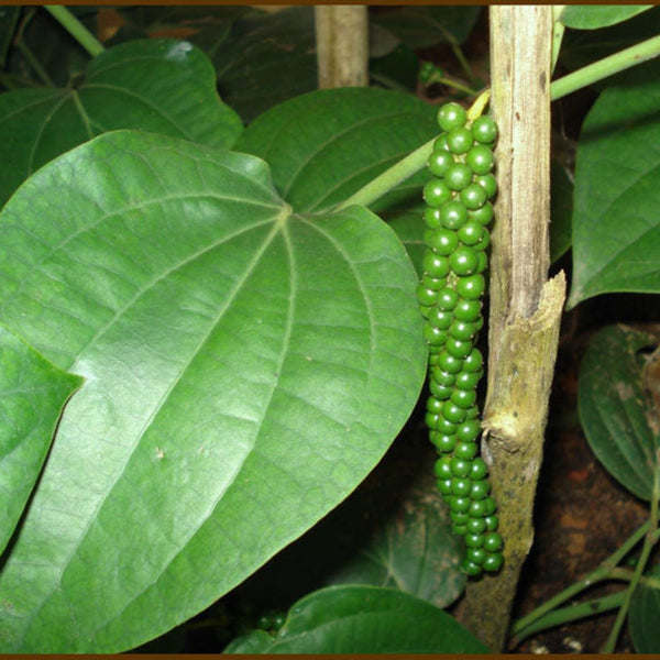 Black pepper Piper nigrum plant