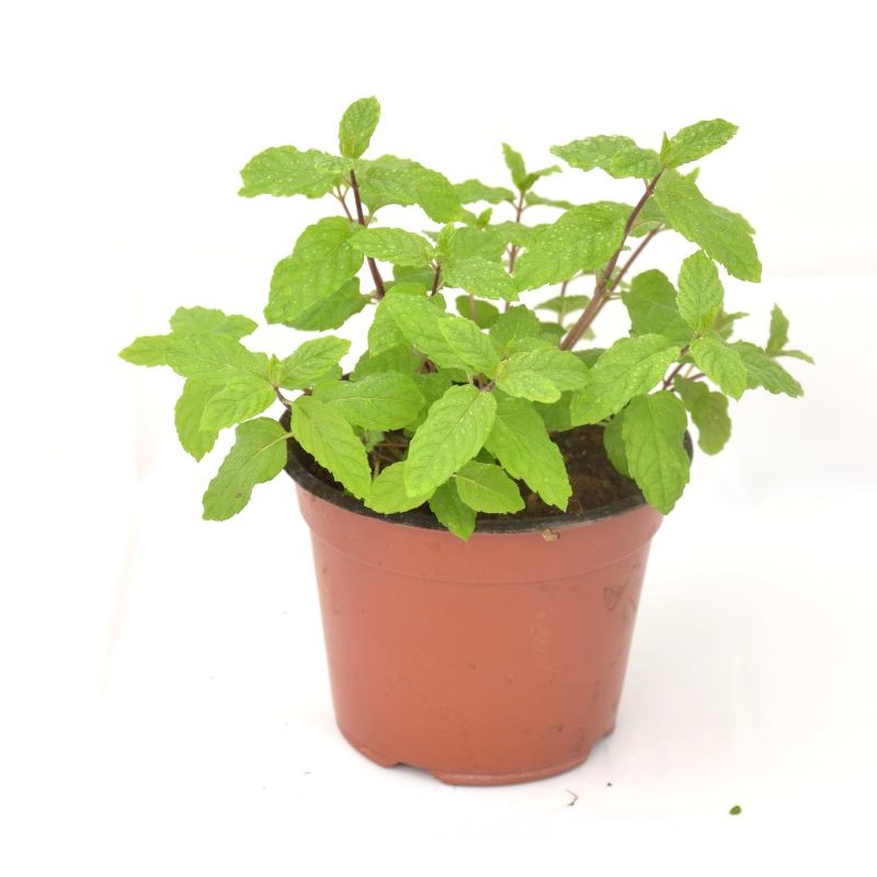 Peppermint Plant - Buy Online