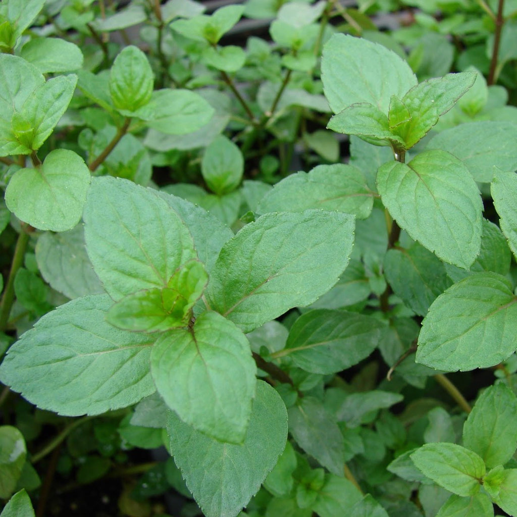 Peppermint Plant - Buy Online