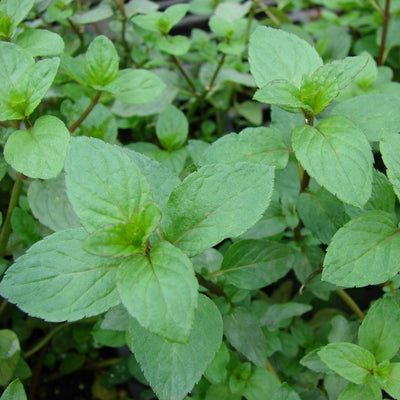 Peppermint Plant - Buy Online