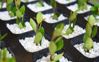Perlite for Hydroponics & Horticulture Terrace Gardening Soil  (900 grms Pack)Conditioner Healthy Root Growth Retains Moisture Allows Aeration
