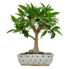 Ficus Pilkhan Virens One Year Old  Sapling Plant
