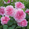 Green Paradise Pink scented creeper rose Plant