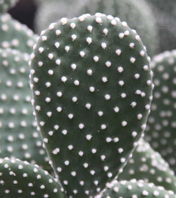 Polka Dot Cactus, Bunny-Ear, Opunita Cactus Live Plant