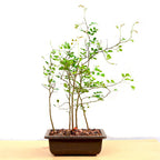 Dividivi Mini Forest With Bonsai Pot