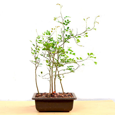 Dividivi Mini Forest With Bonsai Pot