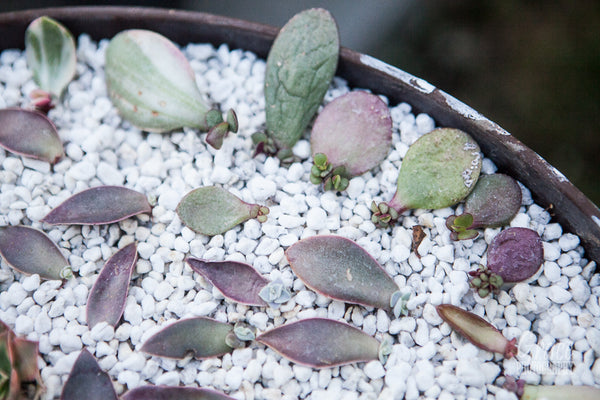 Perlite for Hydroponics & Horticulture Terrace Gardening Soil  (900 grms Pack)Conditioner Healthy Root Growth Retains Moisture Allows Aeration