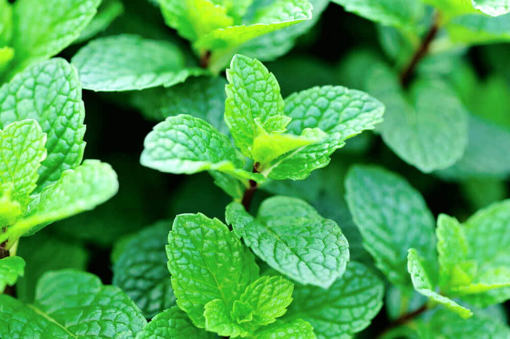 Pudina Mint Plant