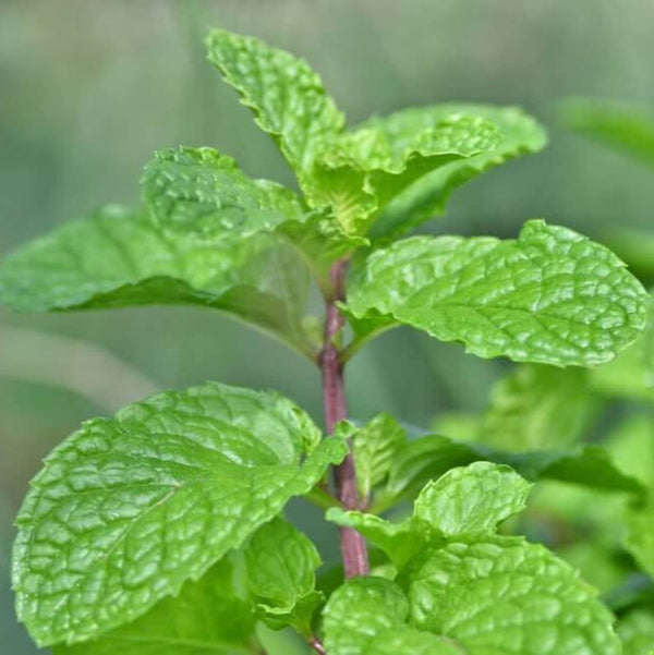 Pudina Mint Plant