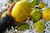 Exclusive Rajapuri Mango Plant Grafted Plant
