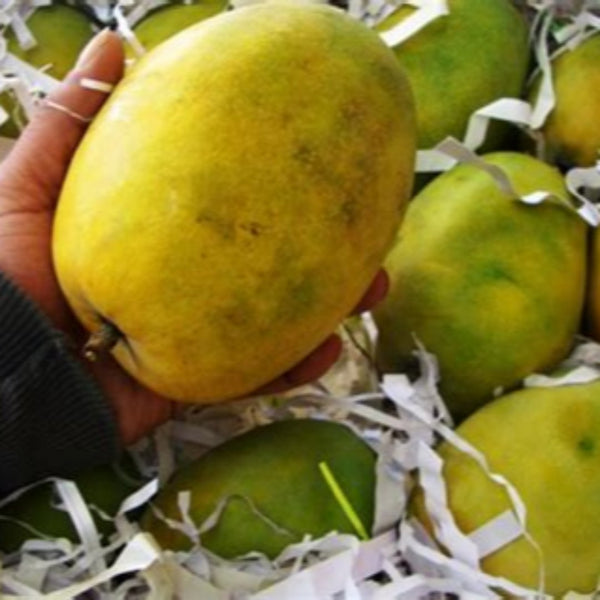 Exclusive Rajapuri Mango Plant Grafted Plant