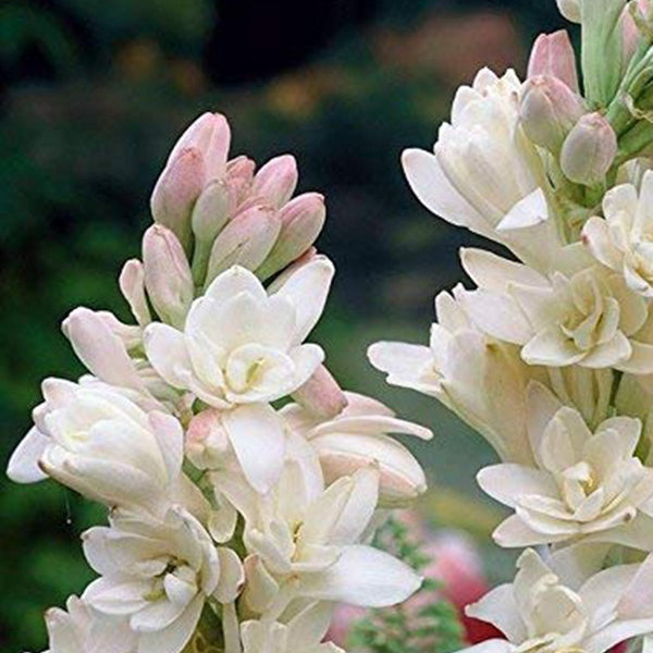 Green Paradise® Rajnighandha Multipetals Polianthes Tuberosa Tube Rose Flower Bulbs (Pack of 20)