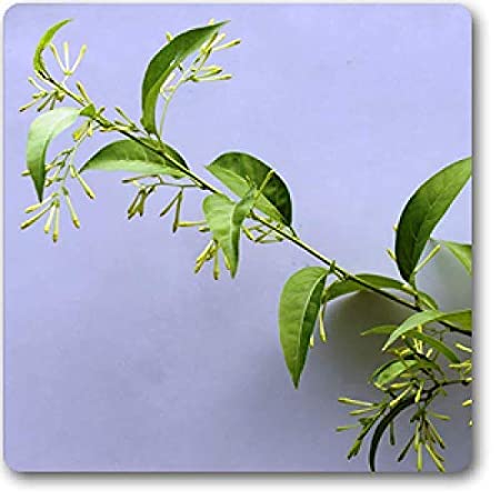 Raat Ki Rani/Night Blooming Jasmine Beautiful Flower Plant With Pot