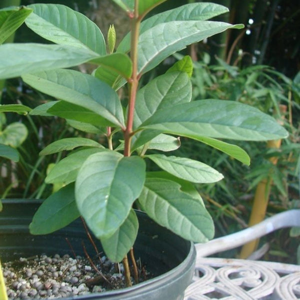 Live Red Guava Plant Suitable For