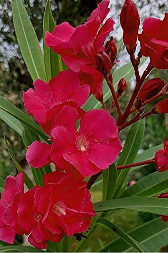 Red Oleander Live Plant- Green Paradise Live