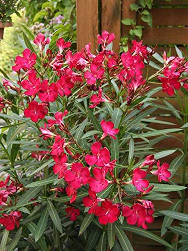 Red Oleander Live Plant- Green Paradise Live