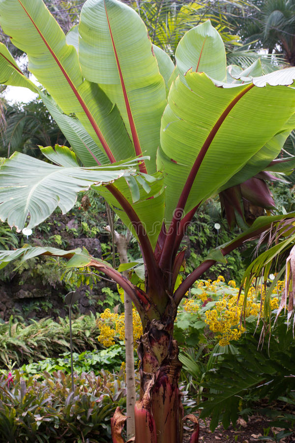 Red Banana Plant