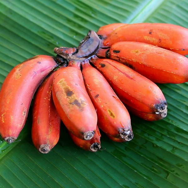 Red Banana Plant